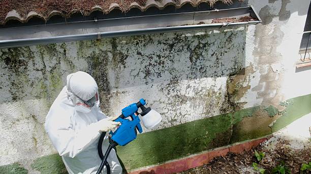 Trusted Attic Mold Removal service in Collegeville, PA - Cheap Mold Removal